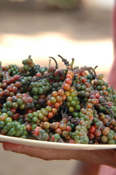 Beendhi Poivre en train de mûrir 