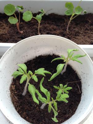 Le potager 2013, on démarre, lentement mais surement !