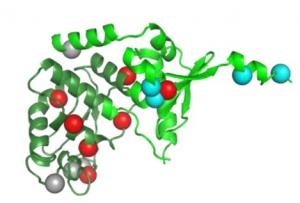 SYNDROME de LYNCH: La structure atomique d'une protéine révèle sa gravité – Nature Structural & Molecular Biology