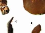 meilleurs détournements scandale viande cheval