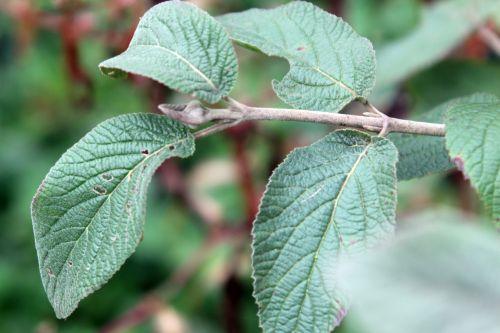 1 romi 4 nov 2012 043.jpg