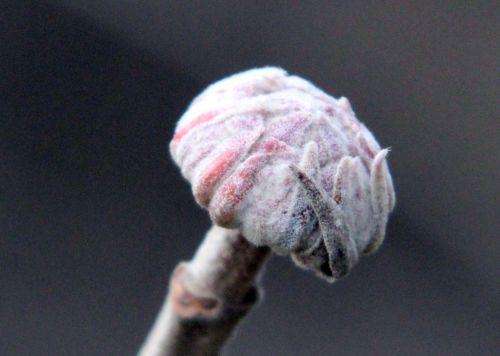 5 romi 16 fév 2013 116.jpg