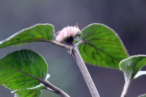 3 romi 4 nov 2012 042.jpg