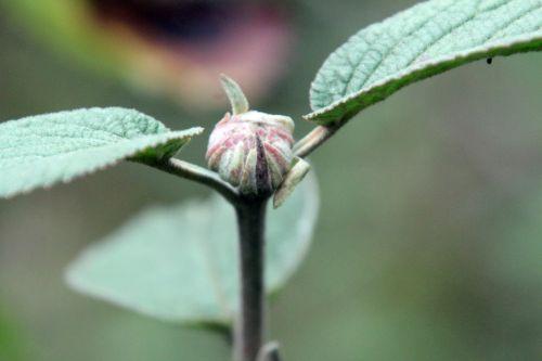 2 romi 4 nov 2012 041.jpg