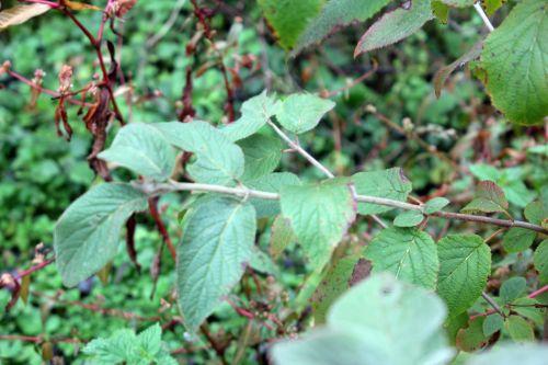 0 romi 4 nov 2012 044.jpg