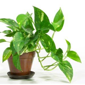 A l’arrivée du printemps : Bricolons !