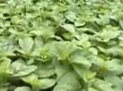 Vidéo culture épinards