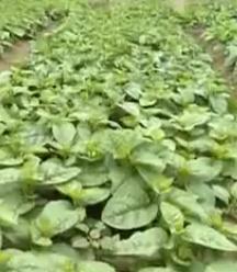 Vidéo culture épinards