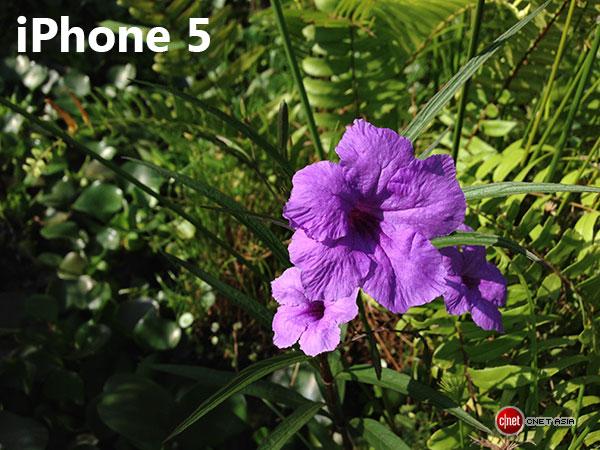 iphone_flower_sc