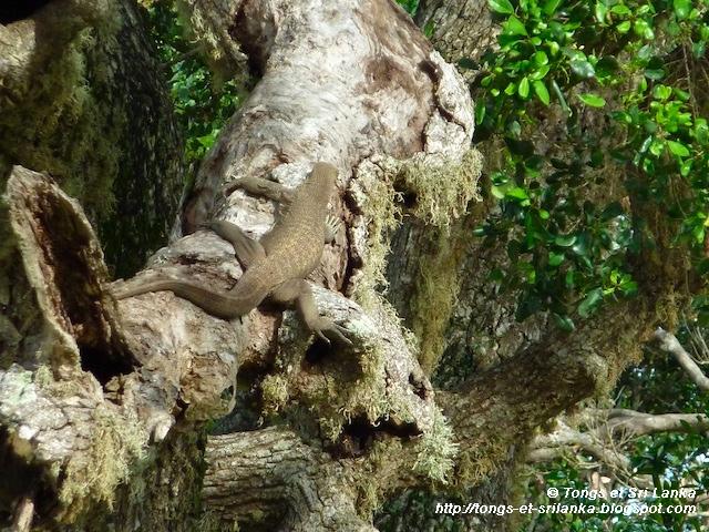 Le parc national de Yala #4 : Crocodilus et reptiles qui rodent !