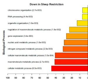 SOMMEIL: Les dégâts génétiques d'une horloge biologique déréglée – PNAS