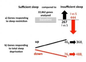 SOMMEIL: Les dégâts génétiques d'une horloge biologique déréglée – PNAS