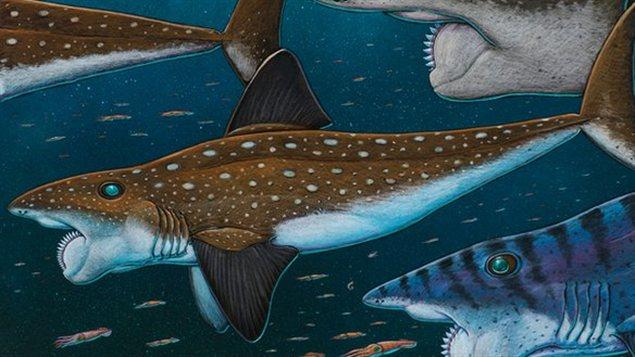 L'helicoprion