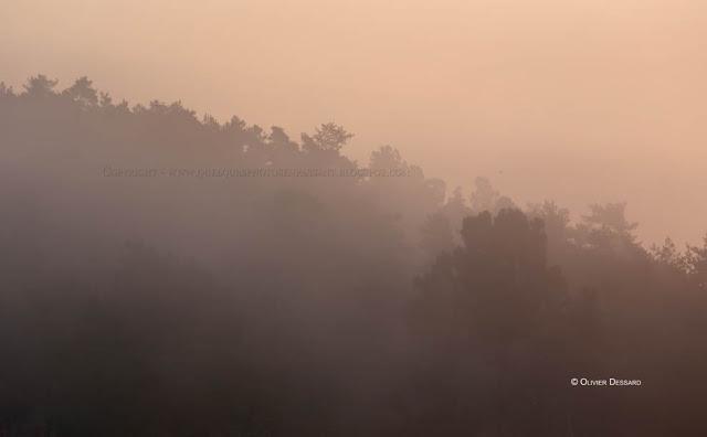 Les aubes sont mortes