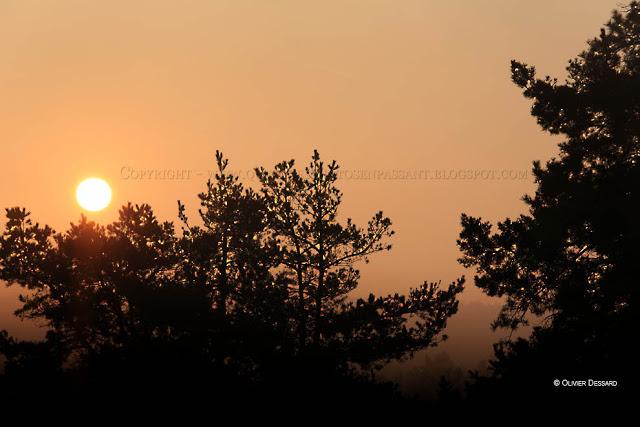 Les aubes sont mortes