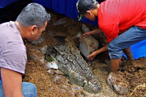 Philippines: le crocodile marin géant Lolong est mort