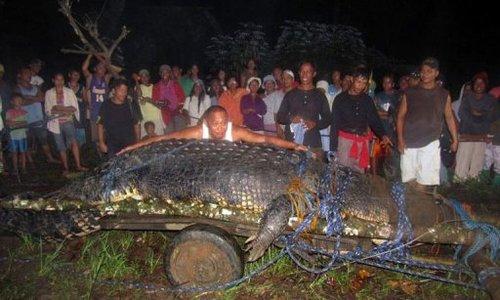 Philippines: le crocodile marin géant Lolong est mort