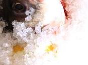 gros agrumes sauce vierge menthe