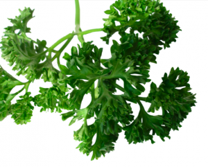 Persil Frisé Menu de Joie