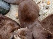 loutres petites bites