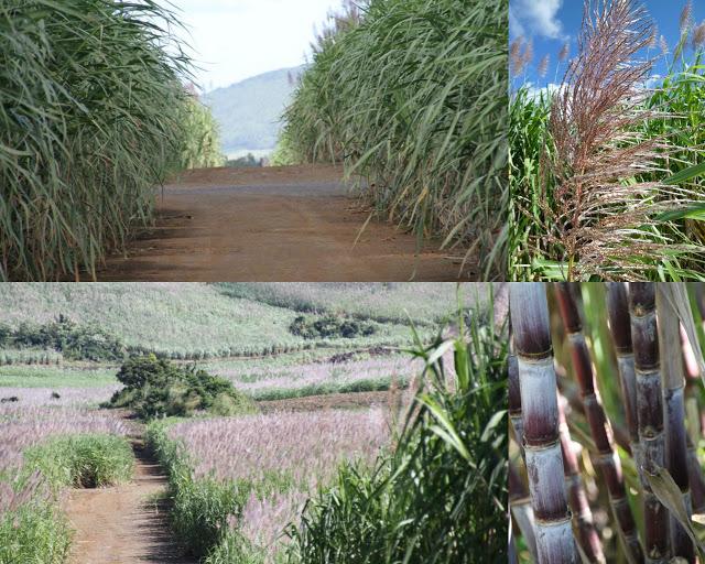 Far aux Pruneaux, Vanille & Rhum