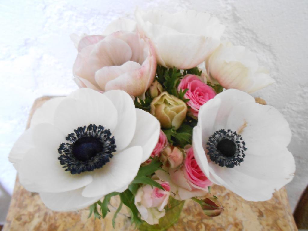 anémones_hirondellina