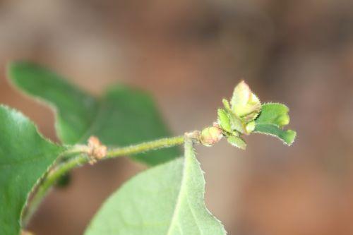 13 pseudocydonia veneux 28 fév 2013 012.jpg