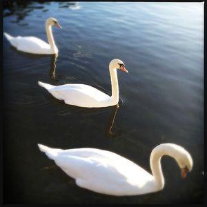 Challenge photo Instagram - #1 - Fat Mum Slim Photo a Day 2013-01-01_1357057203