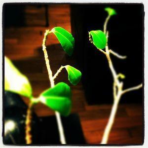 Challenge photo Instagram - #1 - Fat Mum Slim Photo a Day 2013-01-30_1359533771