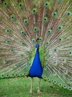 Peacock.jpg