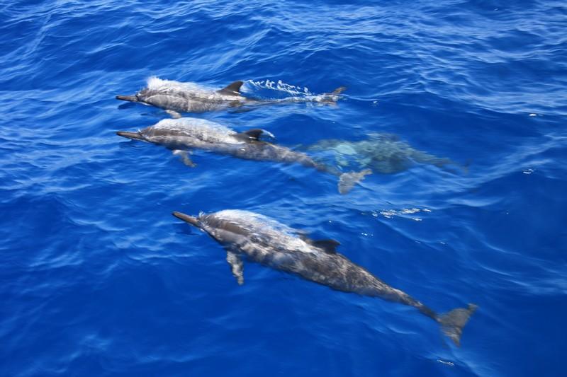 Embudu Village - Maldives