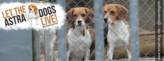 Sauvez les chiens de laboratoire de la vivisection !