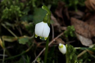 C'est pas vraiment le printemps...
