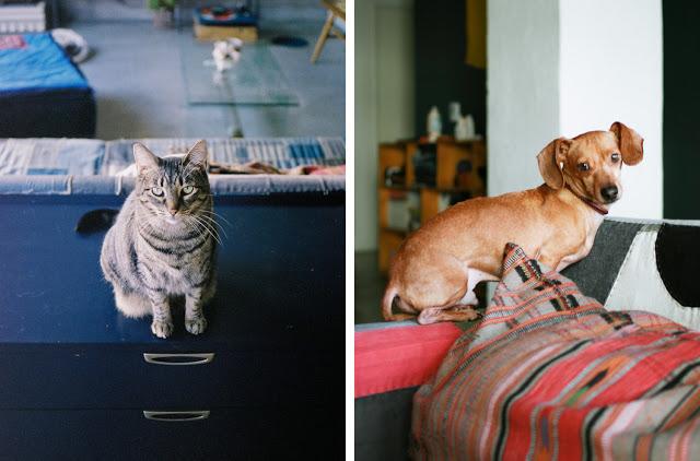 Déco jungalow à L.A