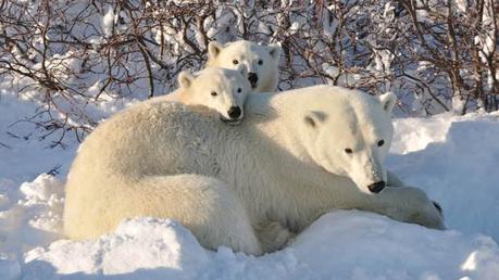 S’endormir avec les ours polaires