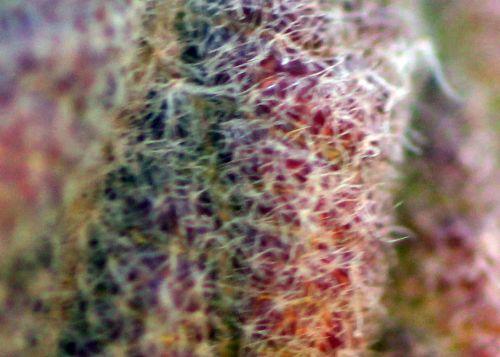 viburnum lantana poils romi 3 mars 2013 149.jpg