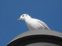 MINIMAL MANIAC #5 MINIMAL MANIAC #5