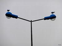 MINIMAL MANIAC #5 MINIMAL MANIAC #5