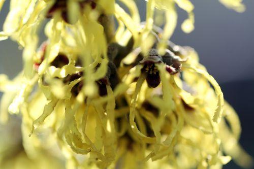 3 arnold romi 3 mars 2013 092.jpg