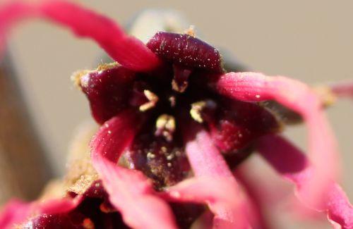 diane 9 coeur romi 3 mars 2013 084.jpg