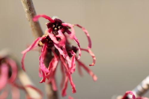 diane 6 romi 3 mars 2013 084.jpg