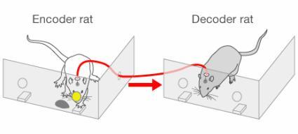 L'encodeur voit la lumière et enclenche le levier pour recevoir sa récompense. Au même moment, le signal cérébral qu'il émet est envoyé au cerveau du rat décodeur.