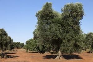 11541204-de-vastes-champs-de-plantes-d-39-oliviers-dans-les-pouilles-en-italie-typique-de-terre-rouge-en-ete