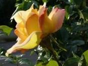 Morceaux choisis Marie Noël