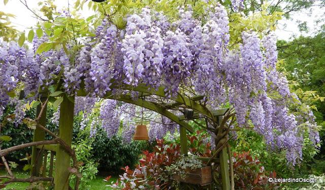 Le mauve au jardin...