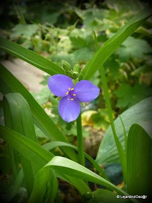 Le mauve au jardin...