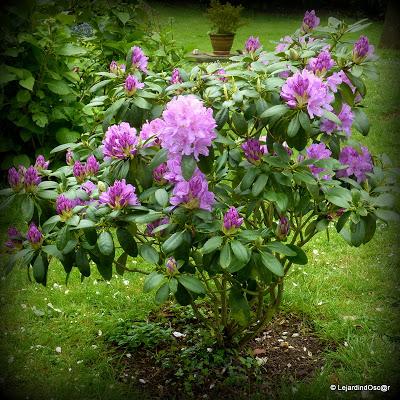 Le mauve au jardin...