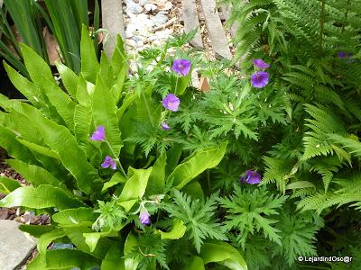 Le mauve au jardin...