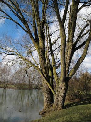 Un air de printemps sur les bords de Meuse