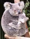 Koala en danger